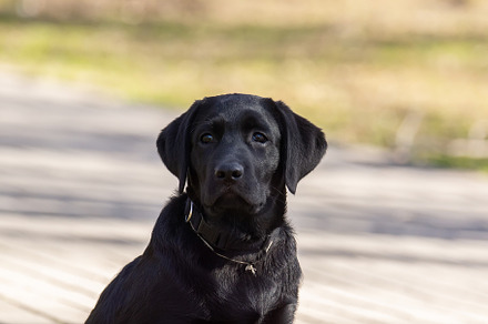 Labrador retriever puppy in grass, an Animal Photo by AlexBush