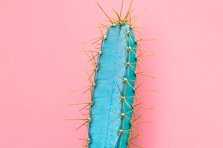 Blue cactus on pink minimal fashion stock photo containing cactus and blog