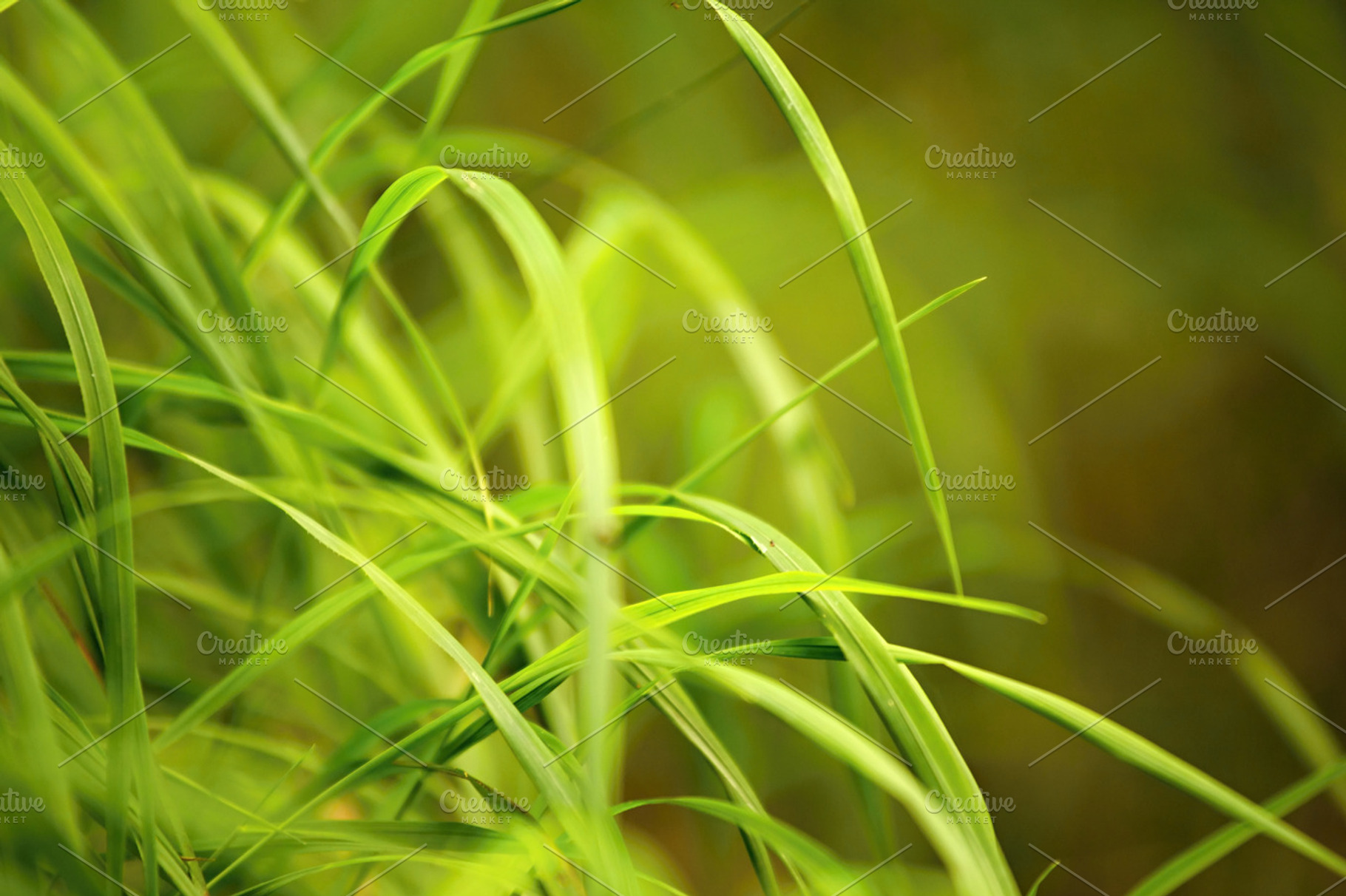 Green Grass #3, a Nature Photo by Punto Photo