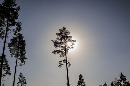 Pine trees silhouettes against the sun featuring bright, forest, and natural