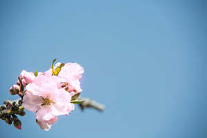 Almond flower trees at spring containing almond, tree, and flower