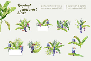 Tropical Rainforest Birds