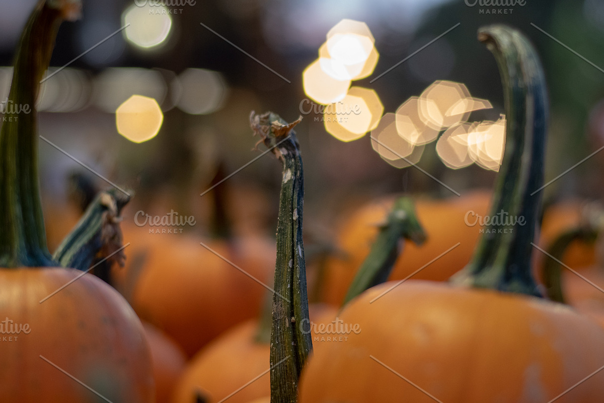 Fall Pumpkin Stock Bundle, a Holiday Photo by r.r.palacios (Photo 2 of 15)