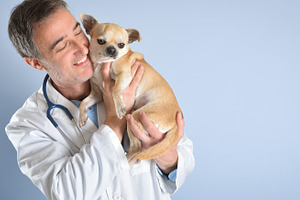 Vet Cuddling Chihuahua With Warm Affection, an Animal Photo by Davizro's Market