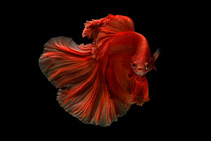 Siamese betta fish featuring betta fish, betta, and salamander