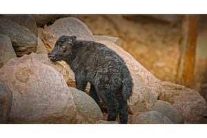 A wild yak calf exploring rocky, an Animal Photo by Our Amazing World
