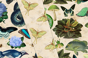 Vintage Naturalist Digital Paper