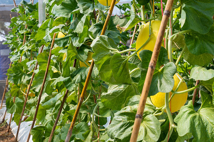 Yellow melon in plantation to harvest, a Nature Photo by yongkiet jitwattanatam