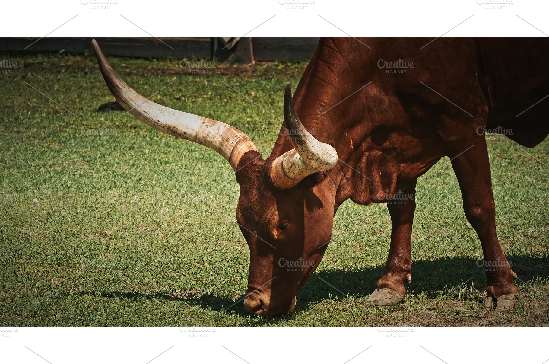 Bovine Grazing with Majestic Long, an Animal Photo by Our Amazing World
