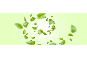 Fresh green mint leaves swirl, an Object Illustration by art PVP - market