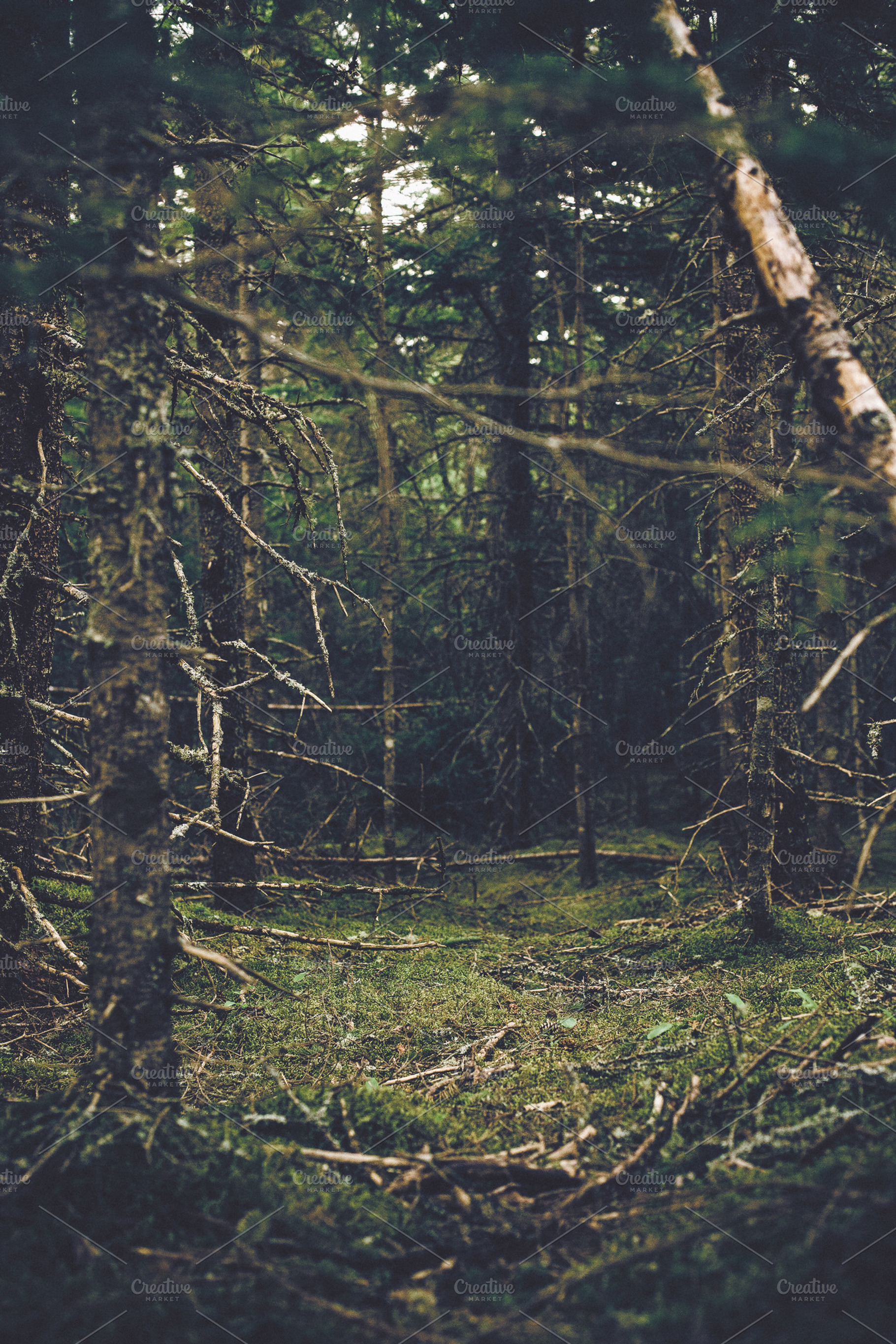 Green Island Forest Vertical