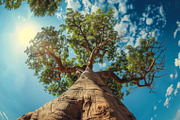 98 Trees view from below, a Nature Photo by Handmadefont (Thumbnail 6 of 98)
