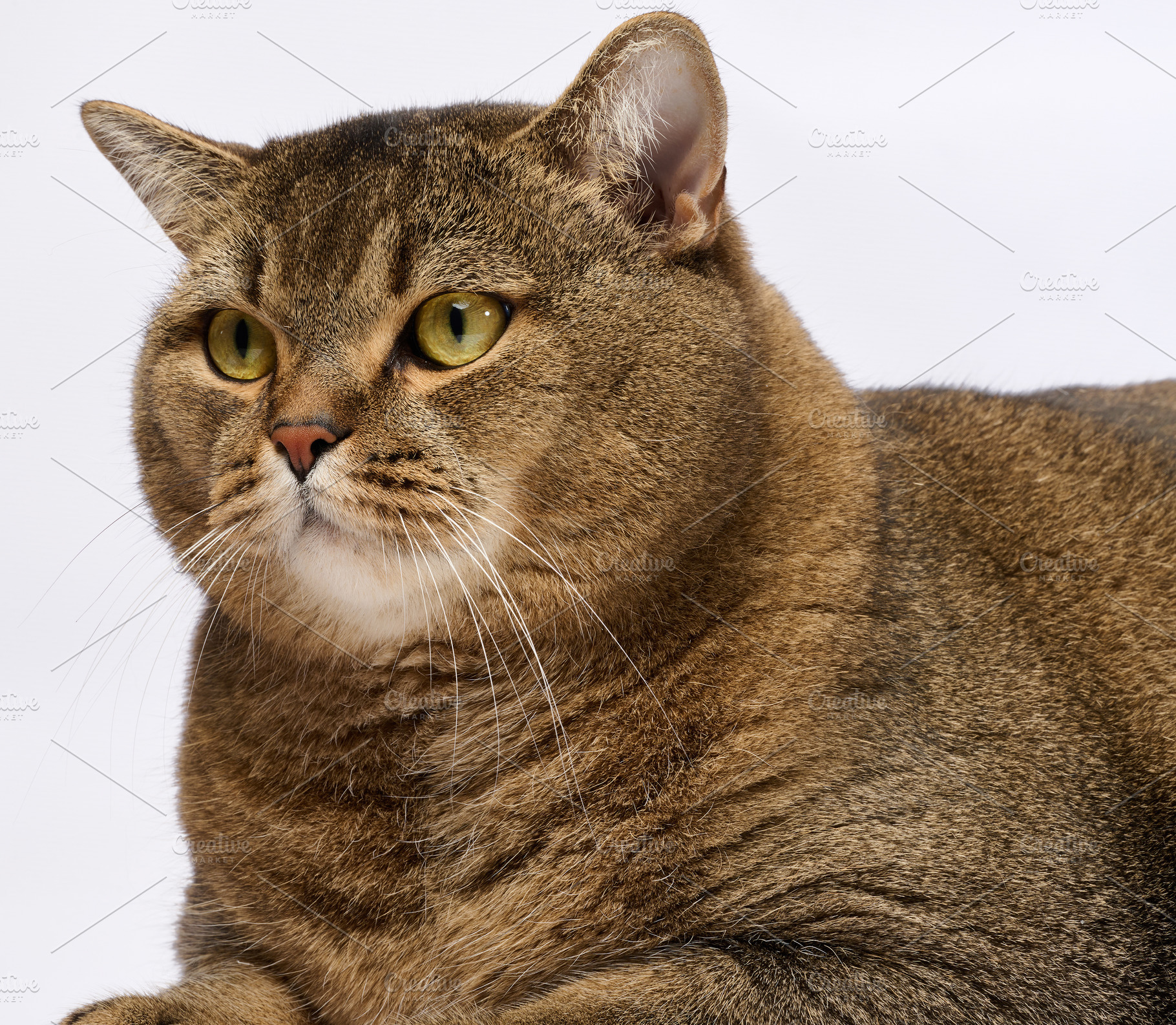 Portrait of an adult straight-eared gray purebred cat on a white, an Animal Photo by ndanko