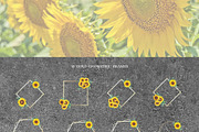 Watercolor Sunflowers Collection, an Illustration by CaraulanStore (Thumbnail 8 of 9)