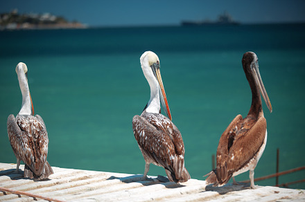 Pelicans on the Pacific coast, a Photo by Pictures for you!!!!!!!!!