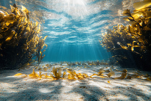 Underwater view showcasing vibrant s, a Photo by Iftikhar Alam