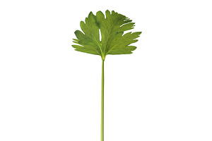 Celery