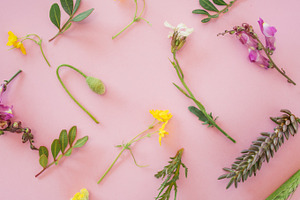 Details of plants stock photo containing background and plant