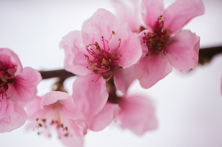 Spring background featuring spring, background, and flowers, a Nature Photo by Ekaterina Tarasenko