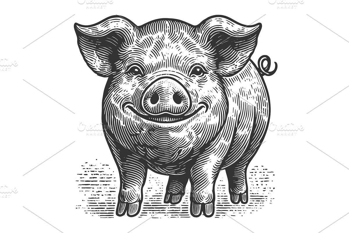 Smiling Pig engraving sketch vector, an Animal Illustration by AlexArt