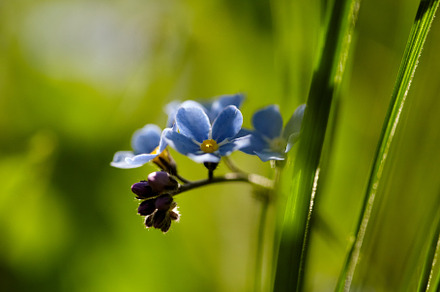 Geranium Featuring Nature Flower And Flora preview 4