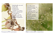 Quiet Meadow — Seed Heads Collection, an Object Graphic by Aga Silva (Thumbnail 3 of 7)