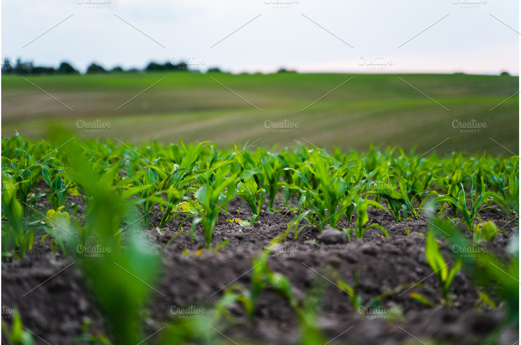 Fresh young corn leaves emerging, a Nature Photo by volodymyrshtun13795