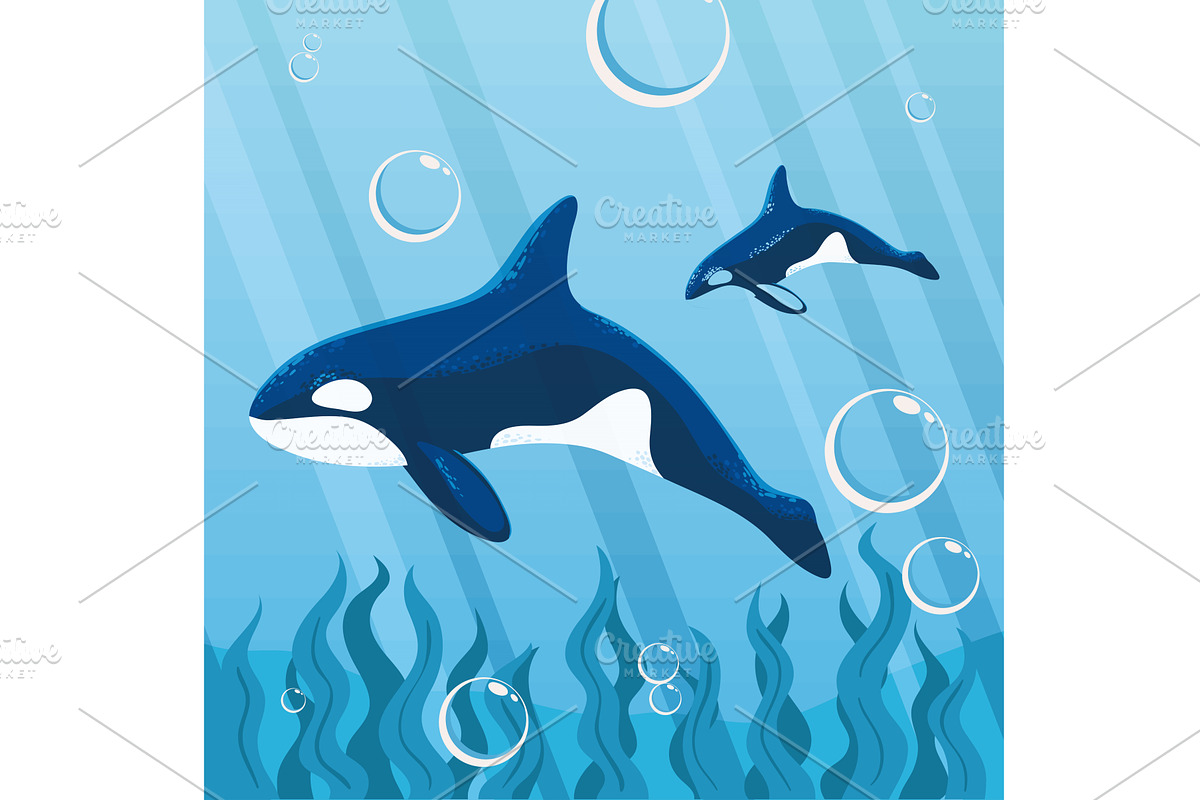 orca whales undersea, an Animal Illustration by studiogstock