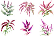 Amaranth Flower Watercolor Png, an Illustration by DreamArtGraphic (Thumbnail 2 of 4)