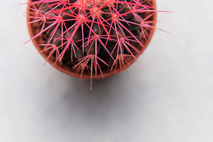 Small pink cactus resting on a white surface, a Nature Photo by Olena Rudo