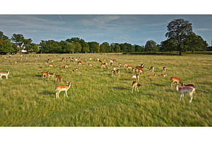 Herd of fallow deer grazing in a, an Animal Photo by Goinyk