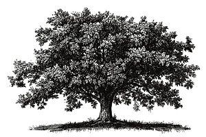 Lush Oak Tree Detailed Vintage, an Object Illustration by LadadikArt