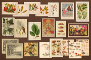 100 Vintage Autumn Ephemera, an Object Graphic by The Object Atlas (Thumbnail 6 of 10)