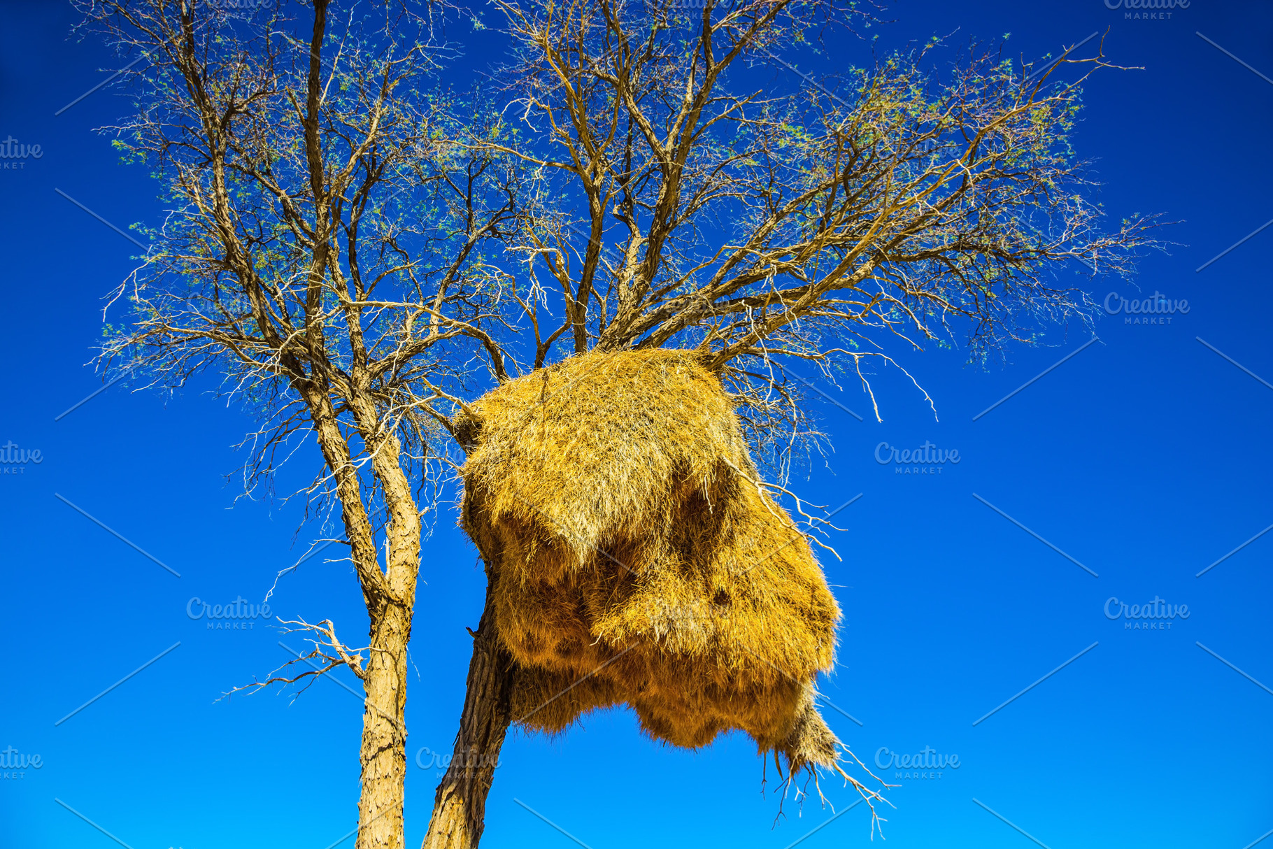 Huge colony of weaver birds, a Nature Photo by kavram