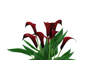 Calla Lily Purple