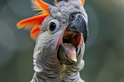 236 surprised animals, an Animal Photo by Handmadefont (Thumbnail 219 of 241)