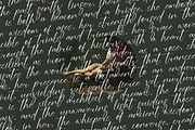 Mistycal Strengths Stylish Signature, a Serif Font by stylishtype.co (Thumbnail 15 of 20)