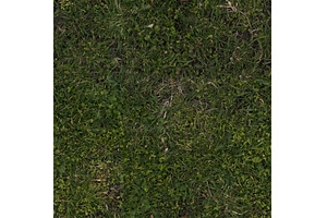 Seamless grassy forest ground