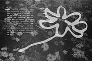 Bloom: 80 Ink Botanical Pack, a Decorative Illustration by Veyla (Thumbnail 12 of 17)