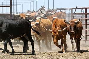 Colorado Range Cattle