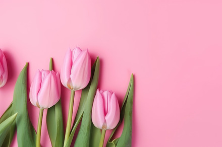 Beautiful floral set with spring tulip flowers on a pink background. Spring con, a Photo by José Manuel Gelpi
