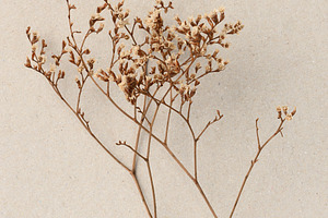 A thin branch of brown dried flowers with small beige infloresce, an Abstract Photo by ndanko
