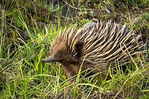 Echidna In The Wild Closeup, an Animal Photo by THP Creative