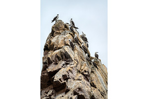 Peruvian boobies at the Ballestas, an Animal Photo by Leonid Andronov