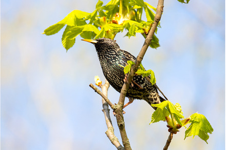 starling on a spring green branch