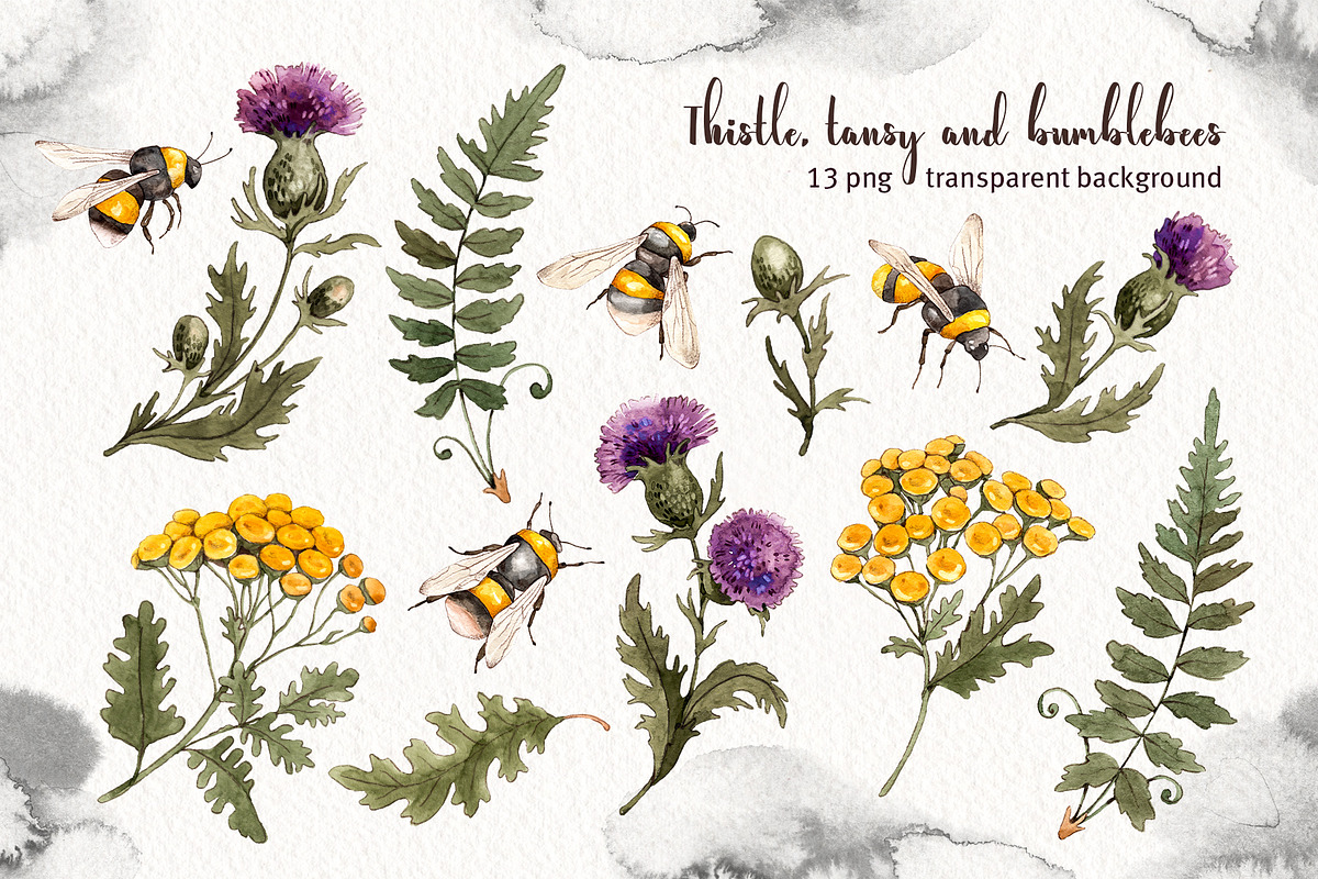 Thistle tansy bumblebees watercolor, an Illustration by Alamella (Photo 2 of 5)