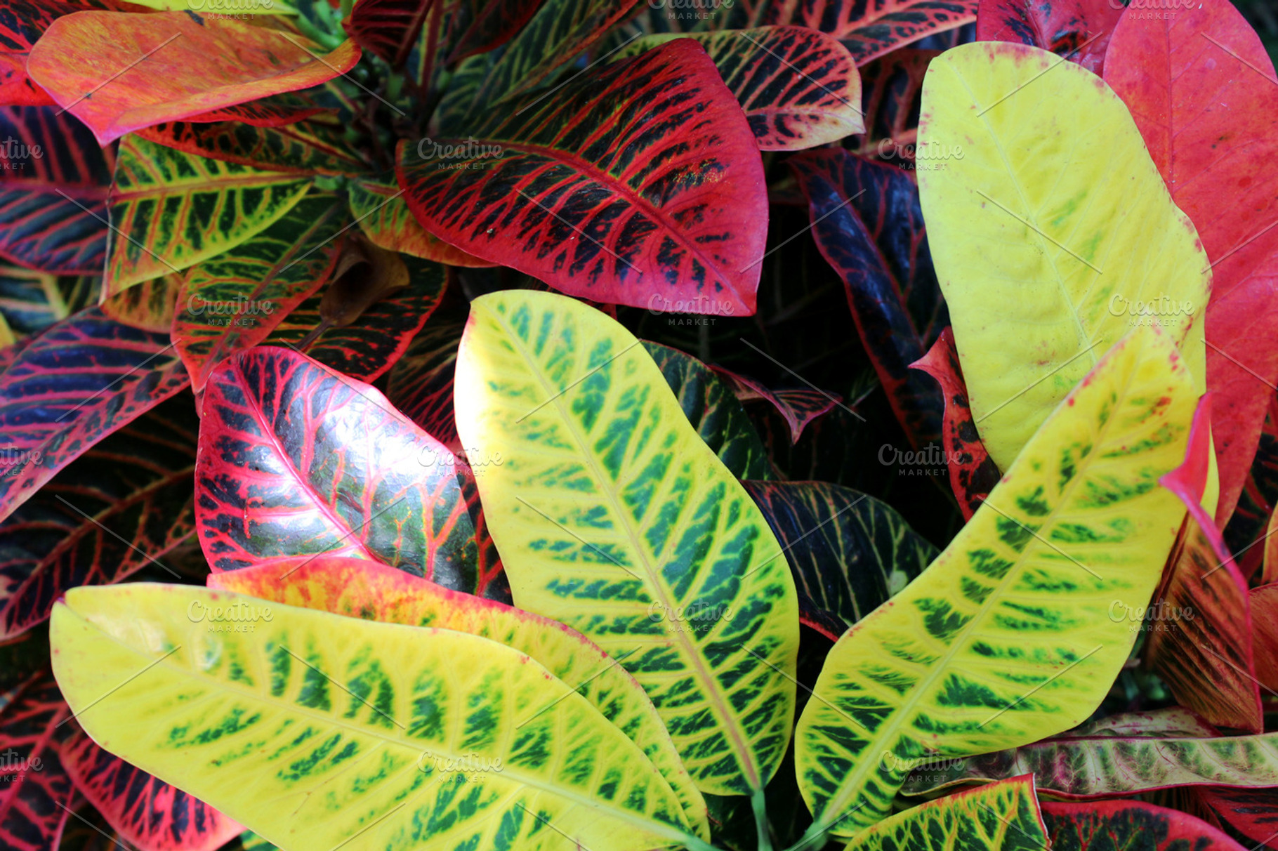 Tropical leaves containing leaves, tropical, and colorful, a Nature Photo by Erica Patstone