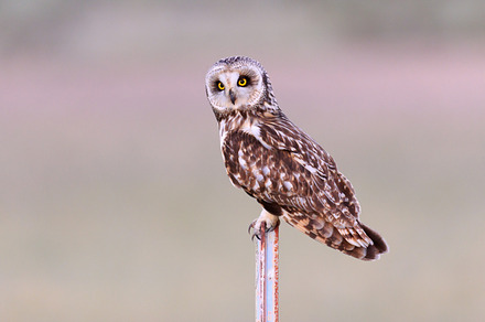 Male Short Eared Owl