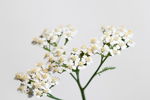 Achillea flowers over white stock photo containing achillea and millefolium