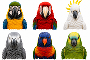Wild Animals Illustration Clipart, an Animal Illustration by Wowly Design (Thumbnail 10 of 20)